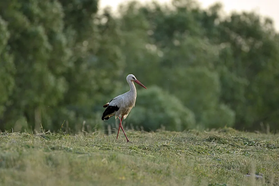 Ciconia ciconia