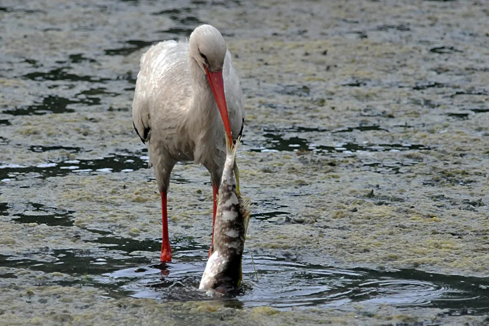 Ciconia ciconia