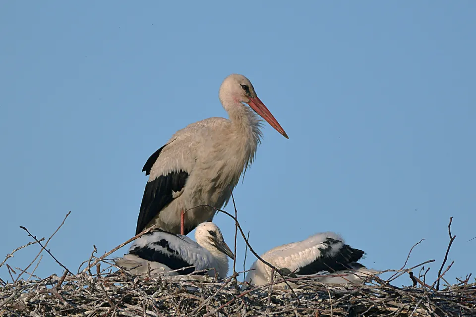 Ciconia ciconia