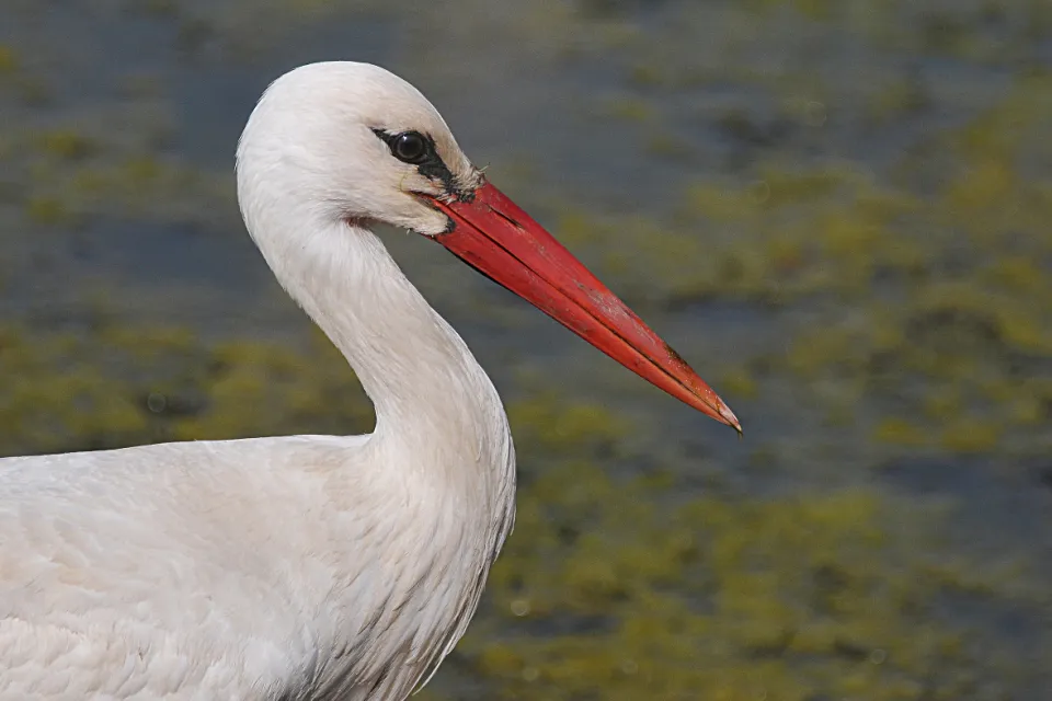 Ciconia ciconia