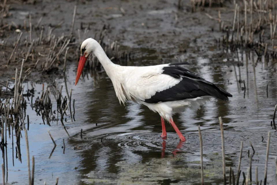 Ciconia ciconia