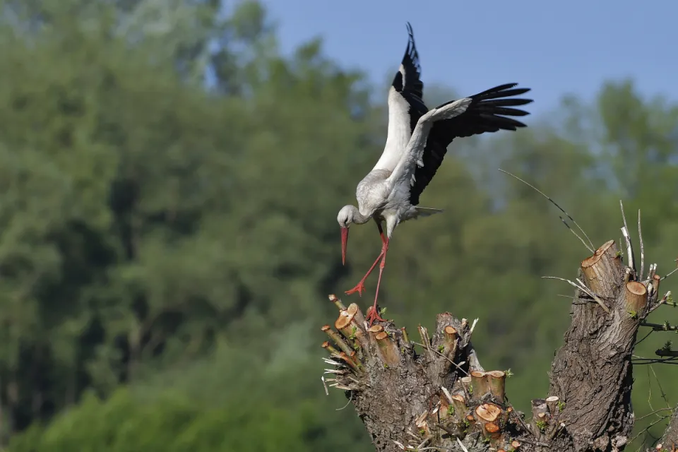 Ciconia ciconia