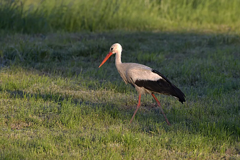 Ciconia ciconia