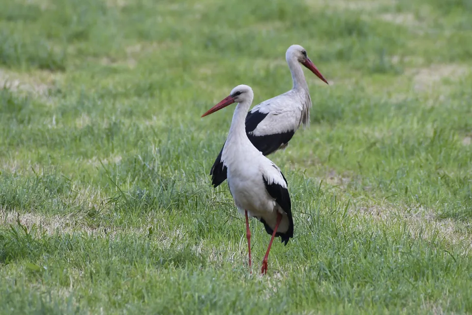 Ciconia ciconia