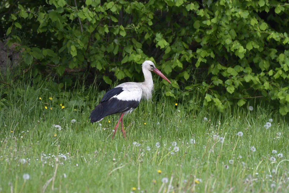 Ciconia ciconia