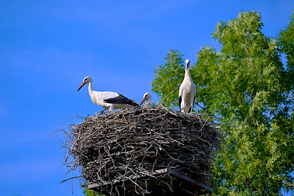 Ciconia ciconia