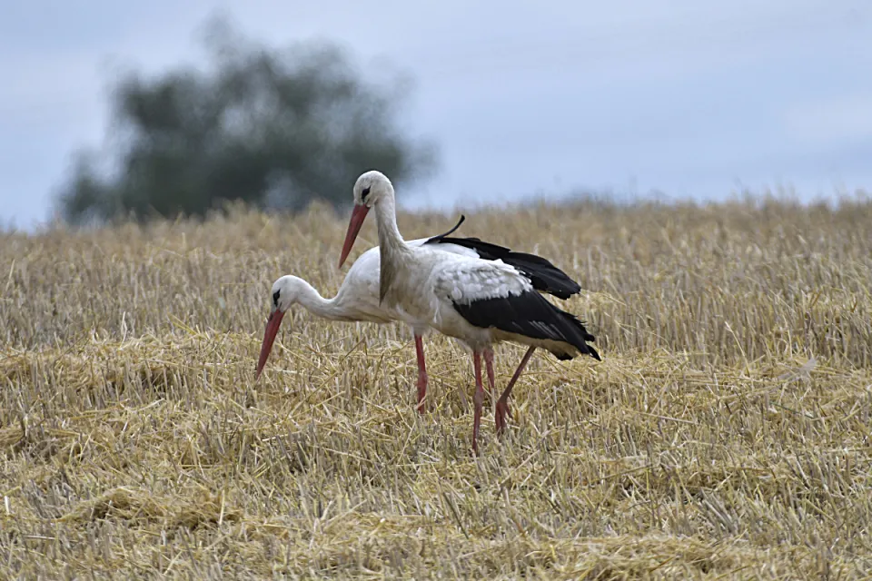 Ciconia ciconia