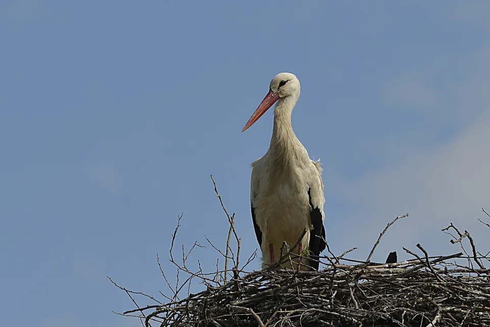 Ciconia ciconia
