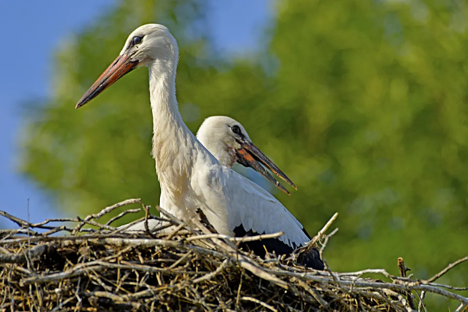 Ciconia ciconia