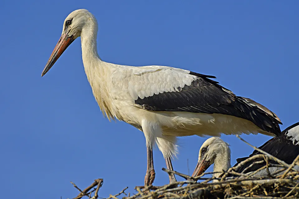 Ciconia ciconia