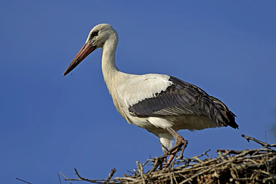 Ciconia ciconia