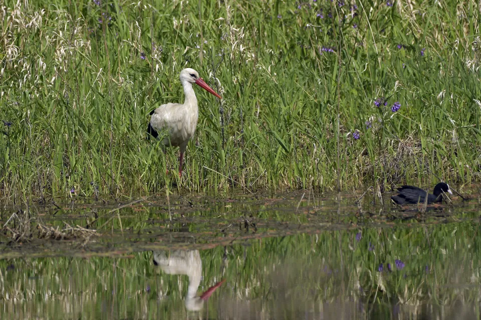 Ciconia ciconia