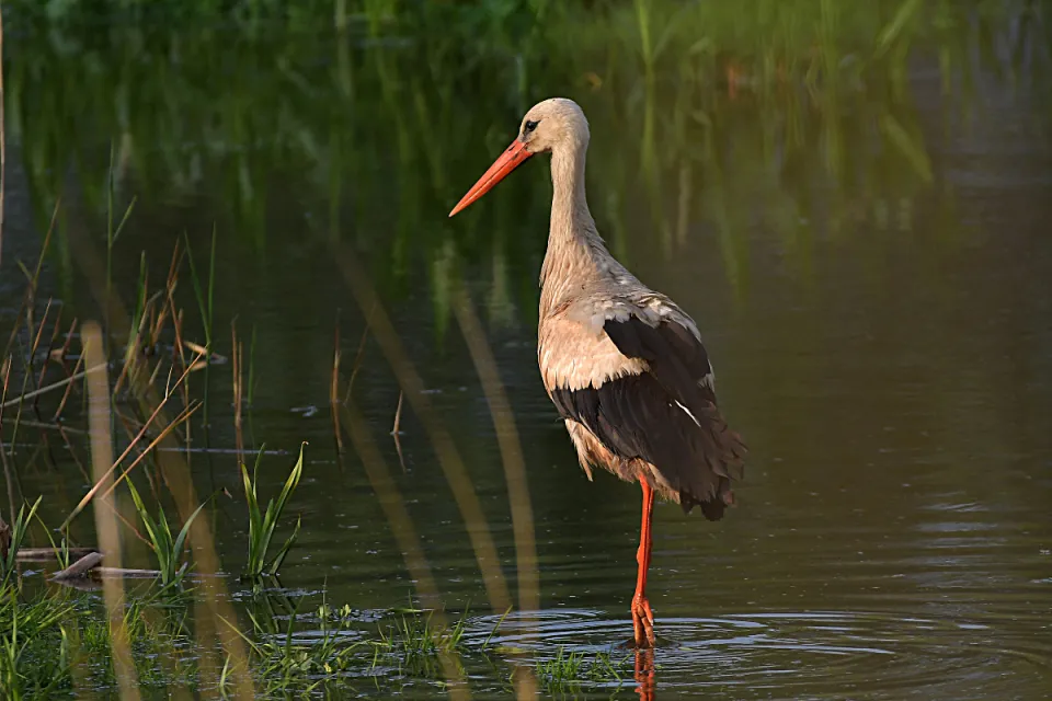 Ciconia ciconia
