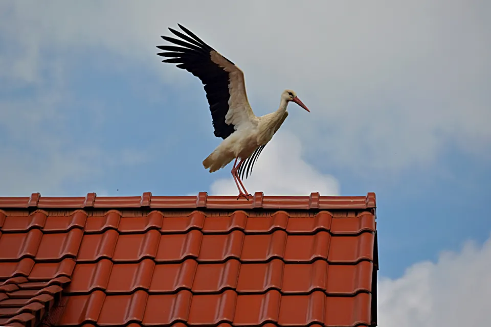 Ciconia ciconia