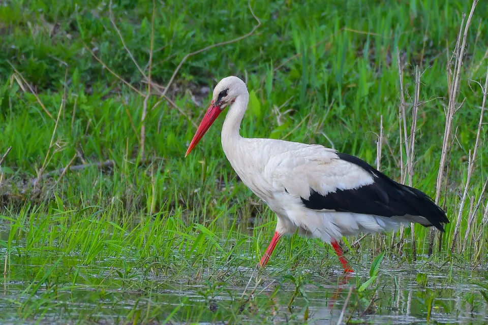 Ciconia ciconia