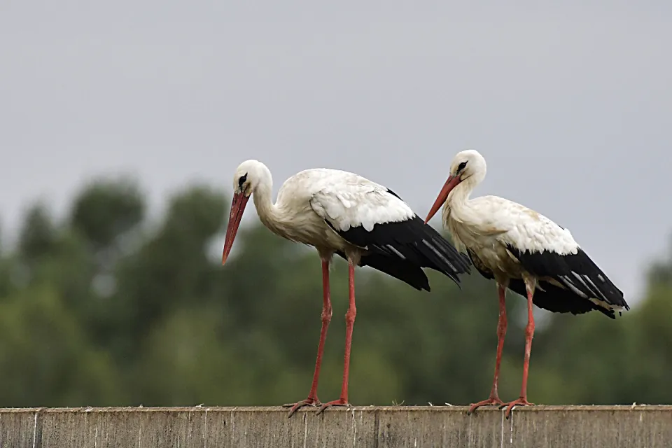 Ciconia ciconia