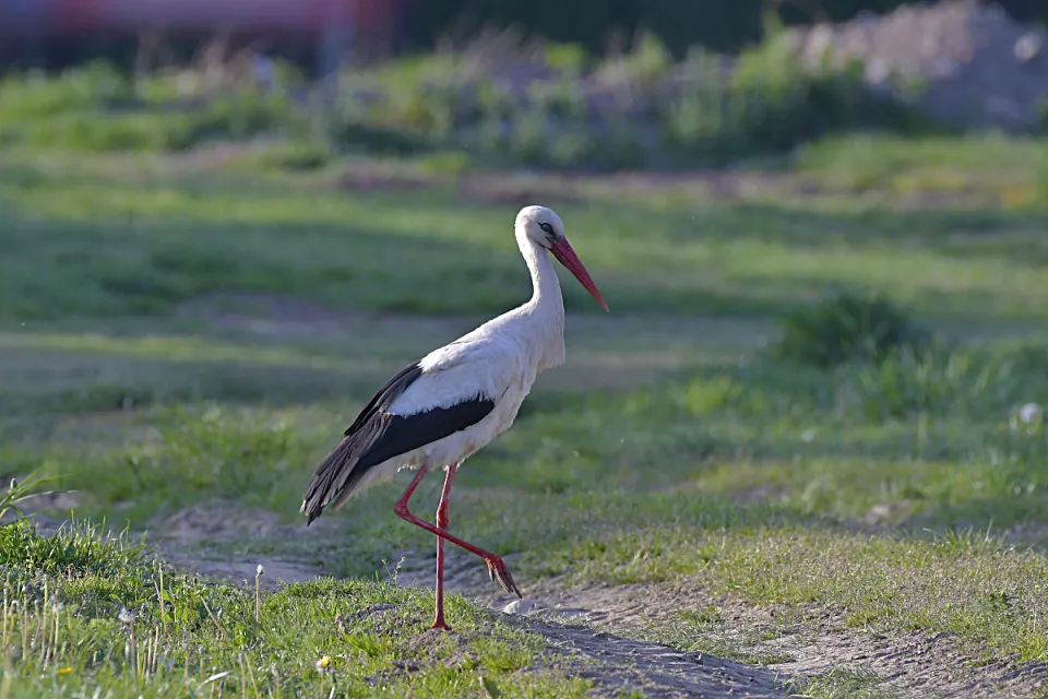 Ciconia ciconia