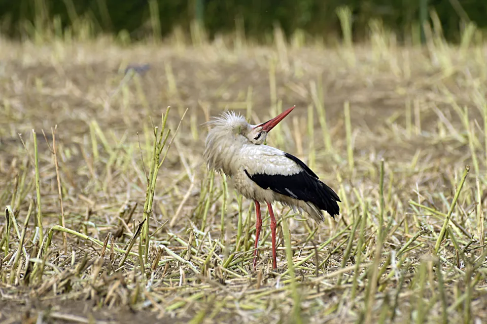 Ciconia ciconia