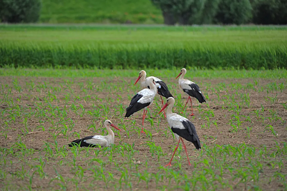 Ciconia ciconia