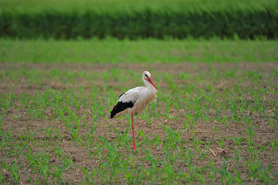 Ciconia ciconia