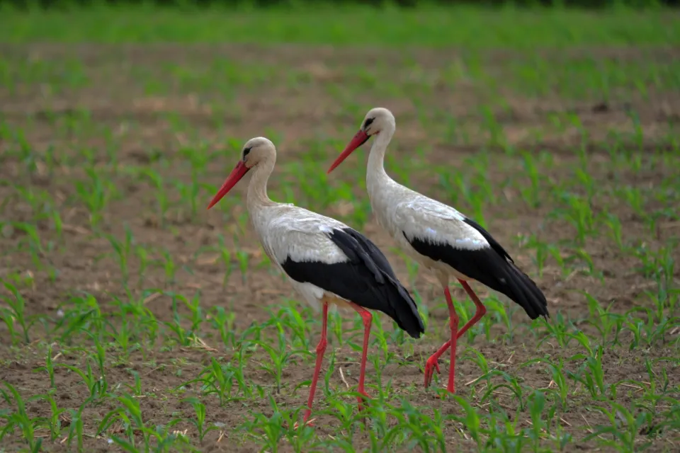 Ciconia ciconia