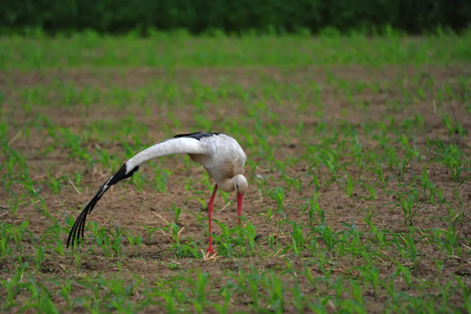 Ciconia ciconia