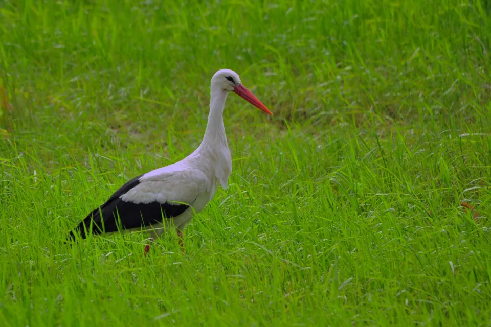 Ciconia ciconia