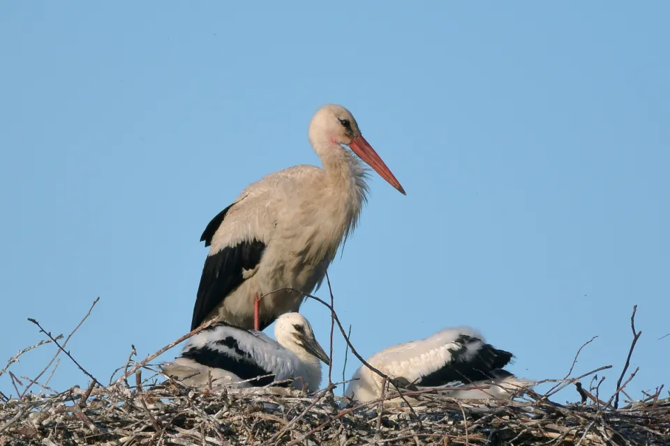Ciconia ciconia