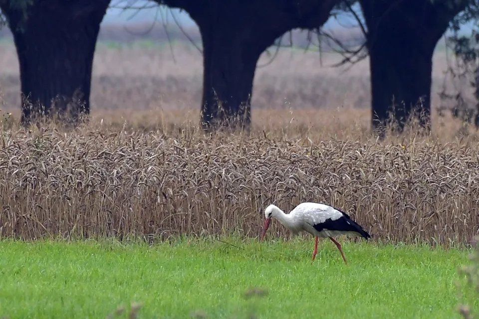 Ciconia ciconia