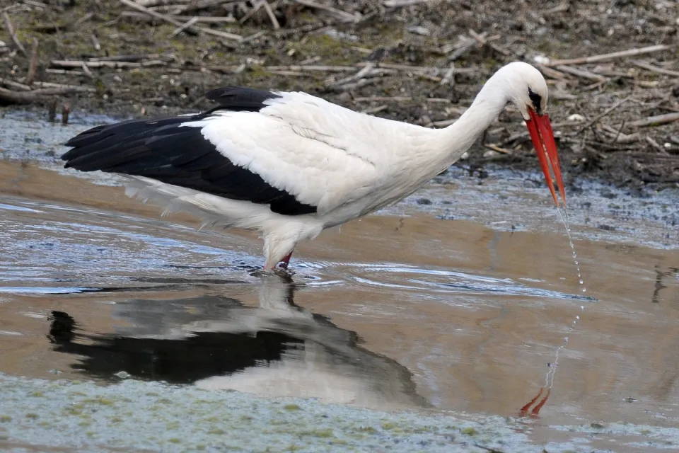 Ciconia ciconia