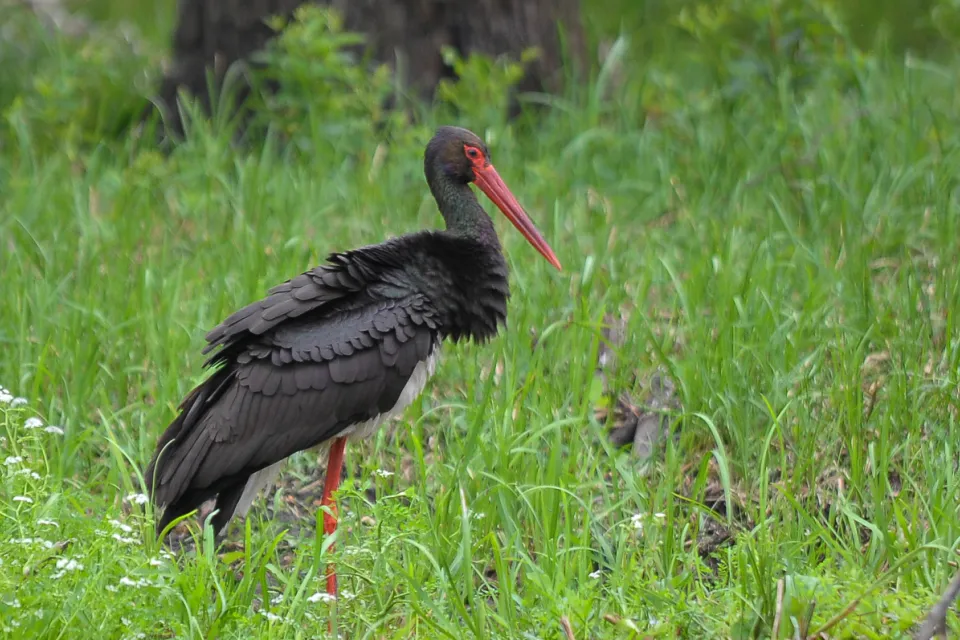 Ciconia nigra