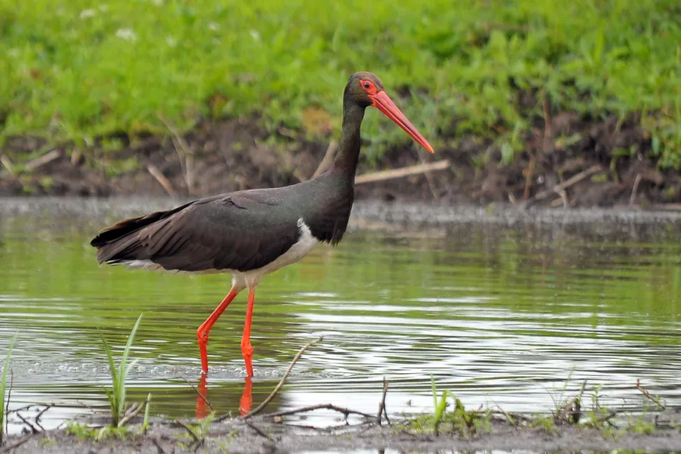Ciconia nigra