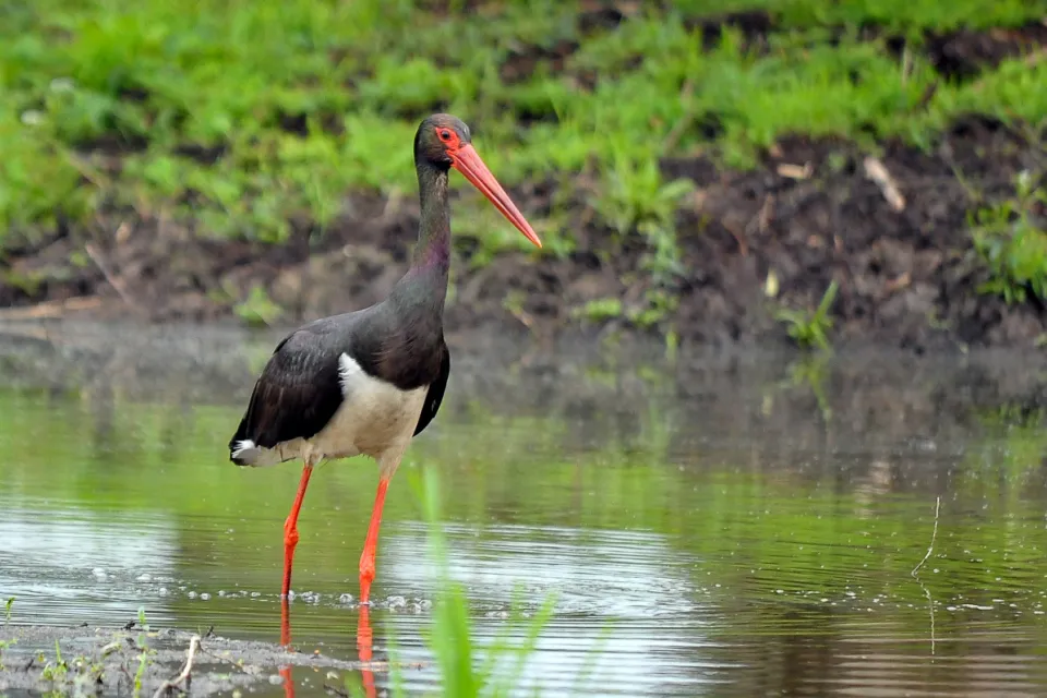 Ciconia nigra