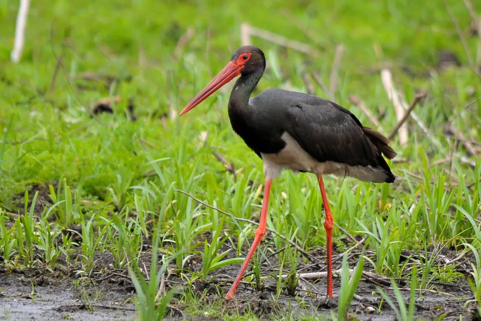 Ciconia nigra