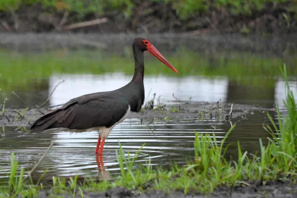 Ciconia nigra