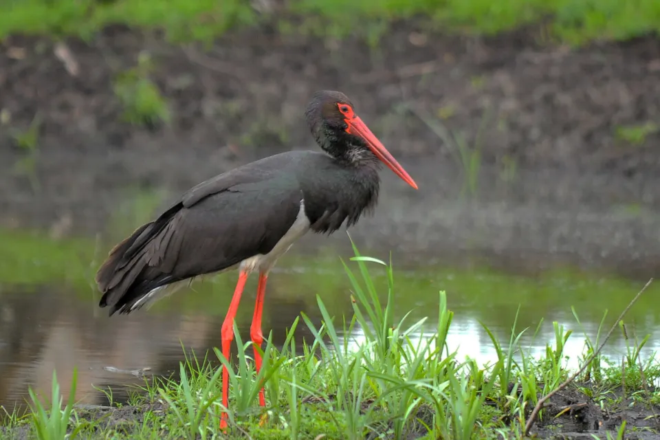 Ciconia nigra