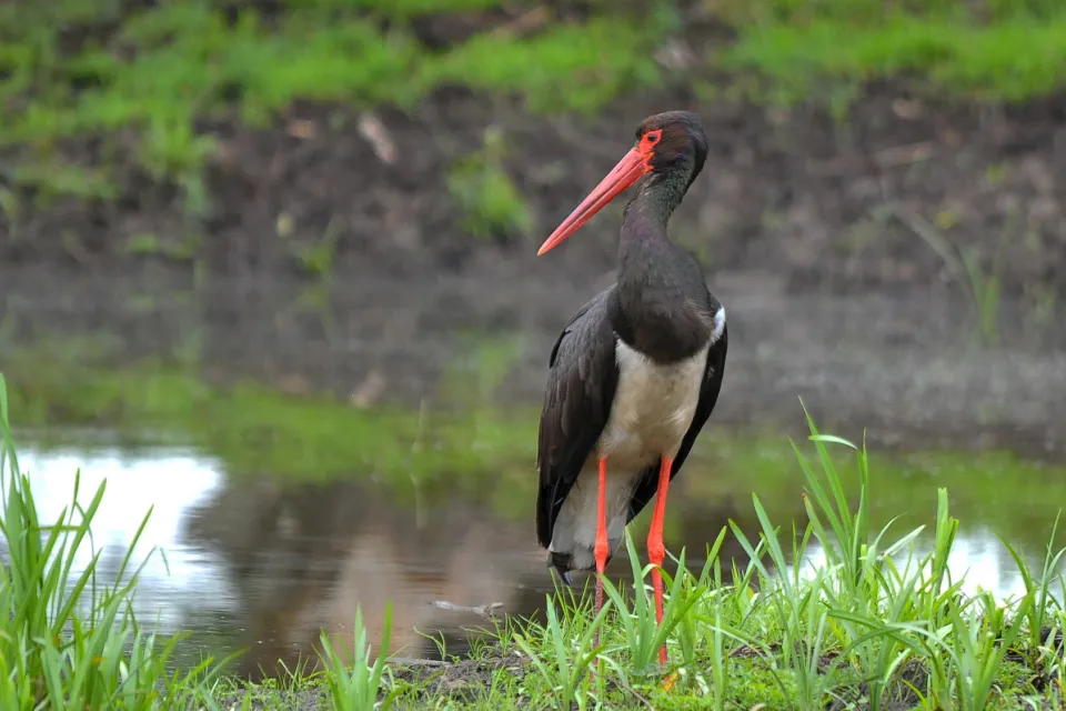 Ciconia nigra
