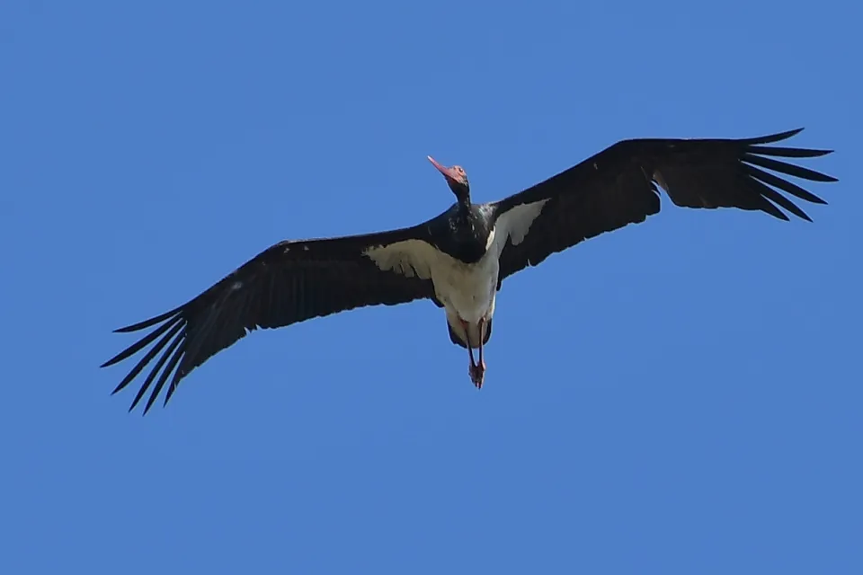 Ciconia nigra