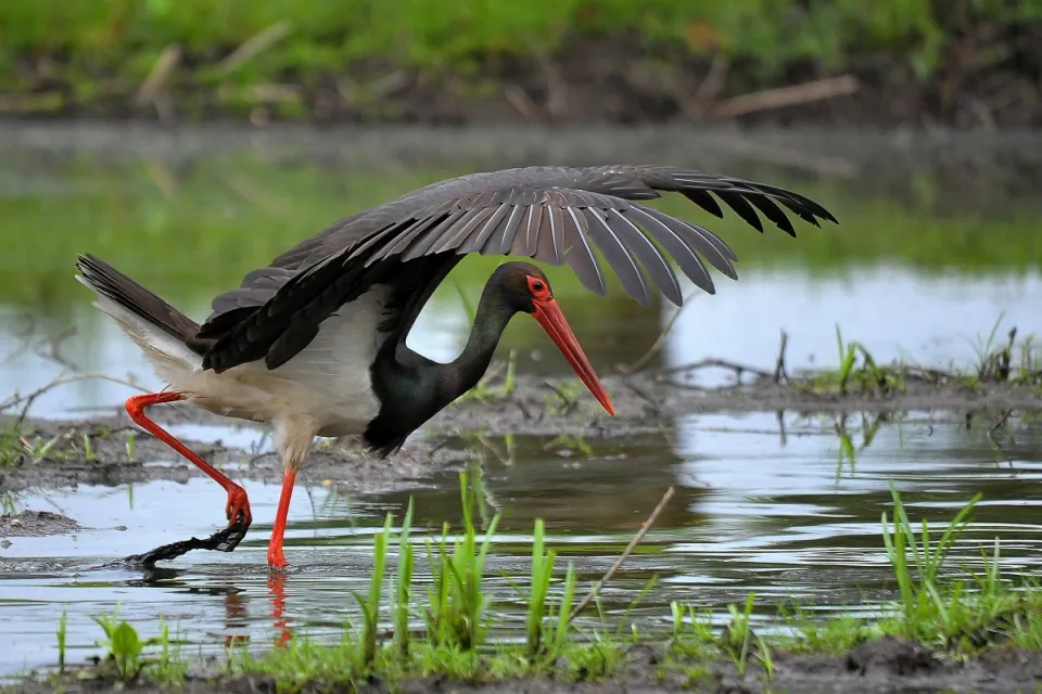 Ciconia nigra