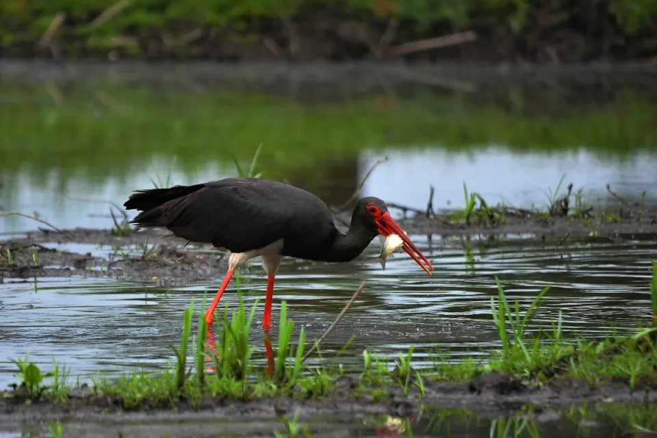 Ciconia nigra