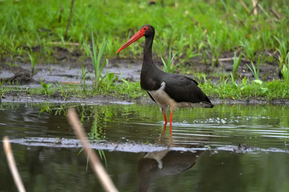 Ciconia nigra
