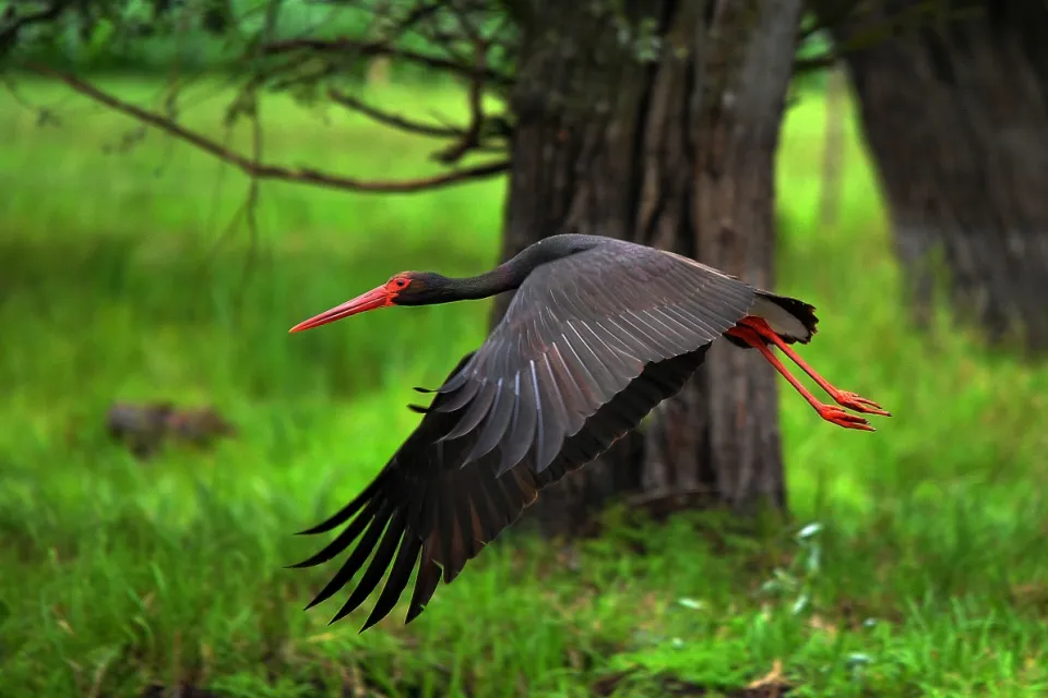 Ciconia nigra