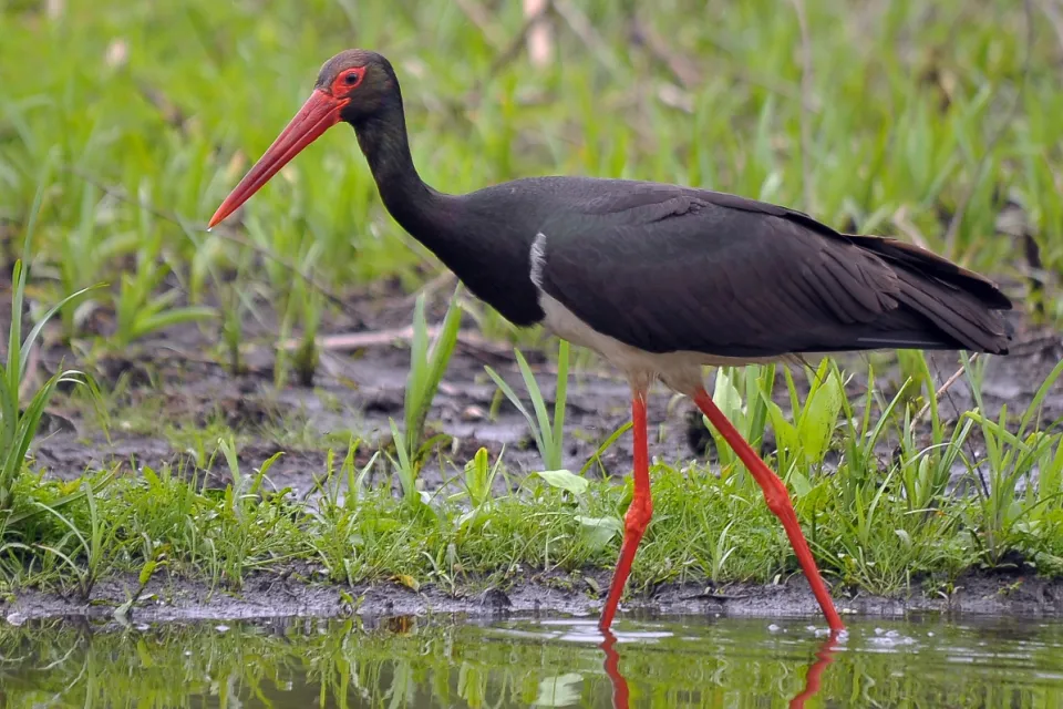 Ciconia nigra