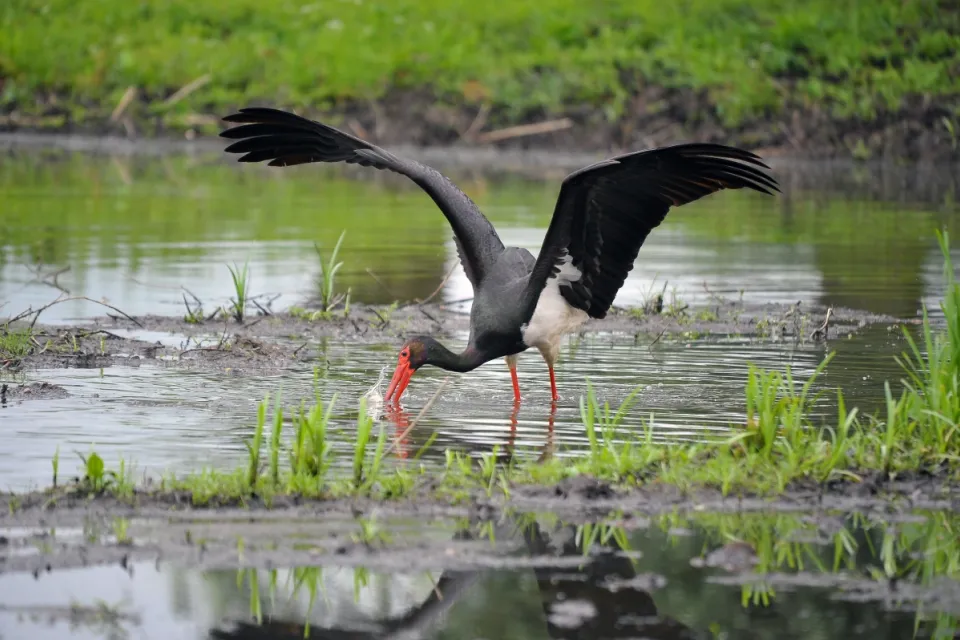 Ciconia nigra