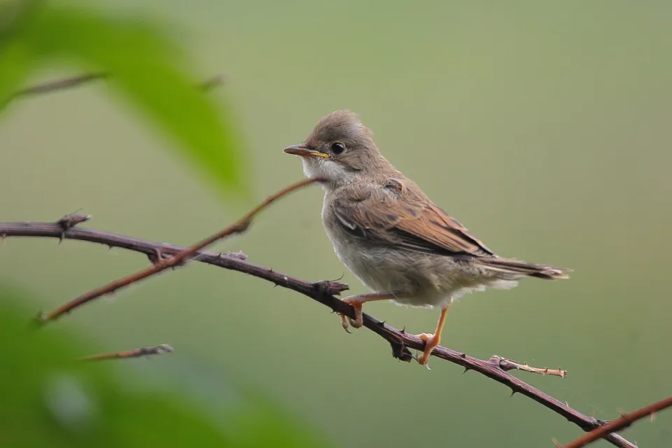 Sylvia communis