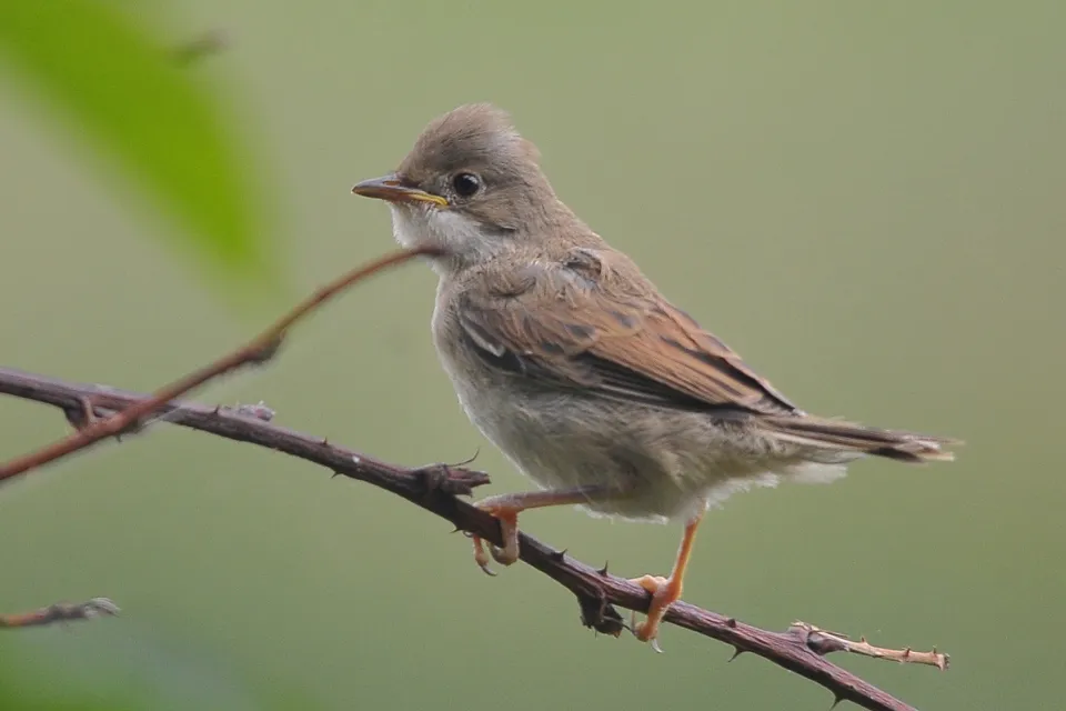 Sylvia communis
