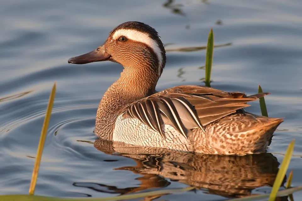 Garganey