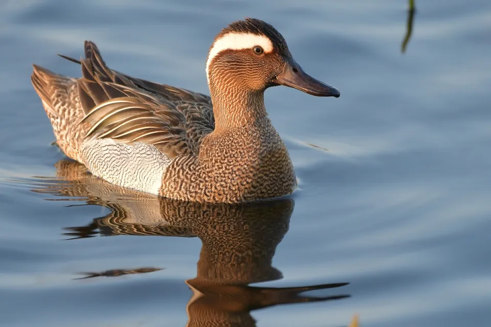 Garganey