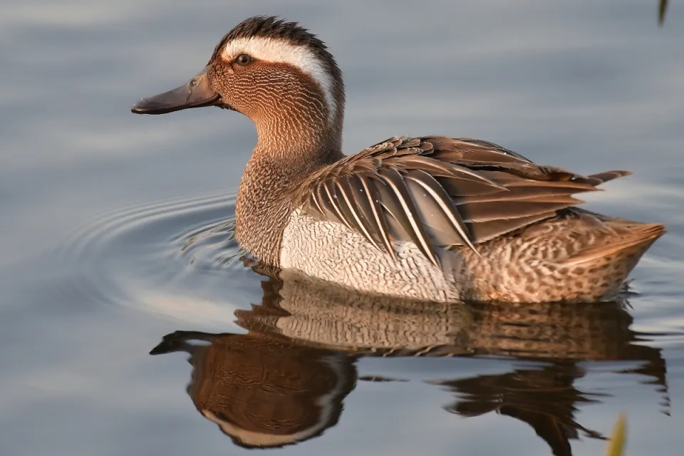 Garganey