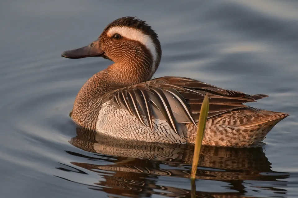 Garganey